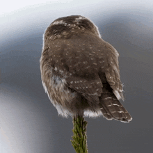 Turning My Head Owl GIF - Turning My Head Owl Robert E Fuller GIFs