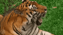 Tiger Yawn GIF