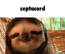 Septacord Sloth GIF - Septacord Sloth GIFs