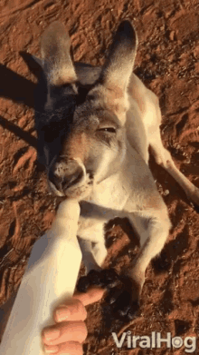 Drinking Milk Baby Bottle GIF - Drinking Milk Baby Bottle Kangaroo GIFs