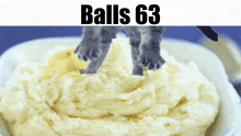 Balls Balls 63 GIF - Balls Balls 63 Cat GIFs