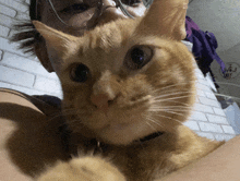 a close up of a cat 's face with a person wearing glasses in the background