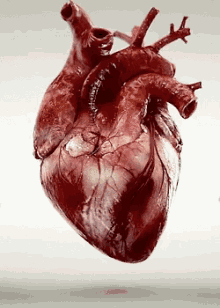 Heart Pumping Heart GIF