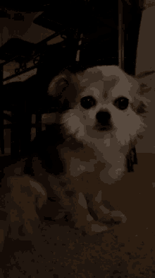 Dog Chi GIF - Dog Chi Chihuahua GIFs