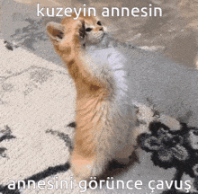 a cat standing on its hind legs with a caption in a foreign language
