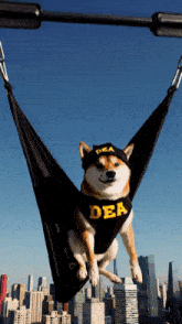 a dog wearing a dea shirt hangs from a hammock