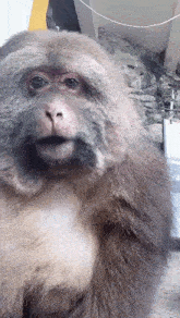 a close up of a monkey 's face with a sign in the background