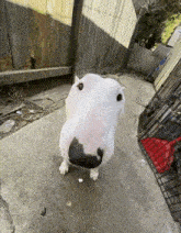 a small white dog with a black nose is standing on a sidewalk