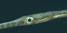a fish with a very long nose is swimming in the ocean