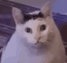 Cat Fnaf GIF - Cat Fnaf Bruh GIFs