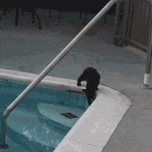 Blackcat Jimihendrix GIF - Blackcat Jimihendrix Catswim GIFs