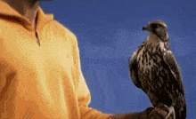 a man in an orange sweatshirt holds a bird on his arm