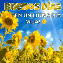 Buenos Dias Good Morning GIF - Buenos Dias Good Morning Sunflower GIFs