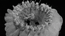 a close up of a flower with a black background
