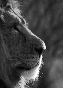 Head Lion GIF - Head Lion Afrika GIFs