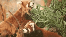 Red Panda GIF - Red Panda GIFs