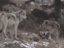 Wolf Wolf Therian GIF - Wolf Wolf Therian Wolf Pack GIFs