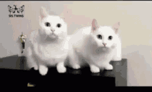 Fast Cat Twinkle Twinkle Little Star GIF - Fast Cat Twinkle Twinkle Little Star Twining GIFs