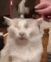 a white cat is sitting on a chair with its eyes closed and a person is holding it .