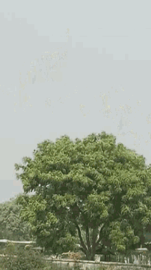 a tree with lots of leaves is standing in the middle of a field