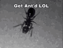 get antd