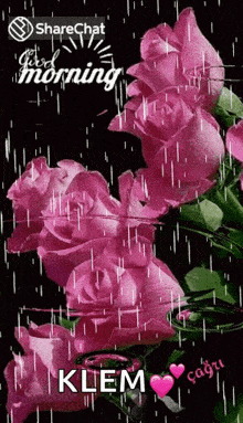 Raining Pink Rose GIF