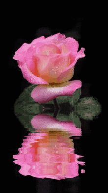 Roses Pink Rose GIF - Roses Rose Pink Rose GIFs