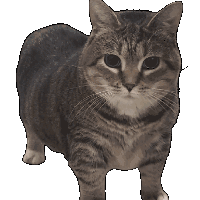 Cat Spin Sticker
