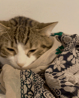 The Cozy Cat