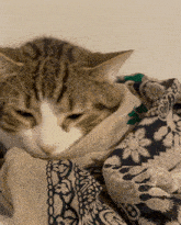 Cuddles Cuddle Cat GIF - Cuddles Cuddle Cat Cat Cuddle GIFs