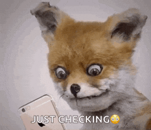 a stuffed fox is looking at a cell phone with the words just checking above it