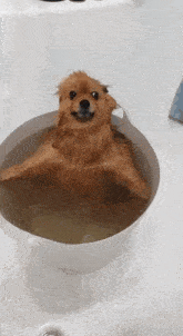 a dog is taking a bath in a white bucket of water