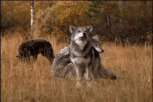 Wolf Sitting GIF - Wolf Sitting Observe GIFs