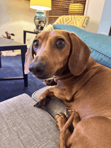 Friends Sally The Sausage Dog GIF - Friends Sally The Sausage Dog Sally GIFs