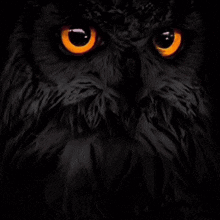 owl is written in yellow on a red background