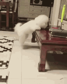 Hair Dogs GIF - Hair Dogs Funny Animals GIFs
