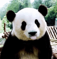 Panda Cute GIF - Panda Cute Tongue Out GIFs
