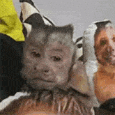 a monkey is sitting on a pillow next to a man 's face .