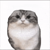 a close up of a cat 's face with a white background .