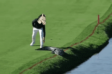 a man is walking on a golf course next to a crocodile .