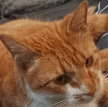 a close up of a cat laying on a bed looking at the camera .