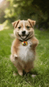 a small brown and white dog is standing on its hind legs in the grass holding a ball .