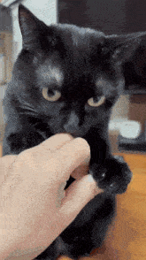 a close up of a person petting a black cat 's paw .