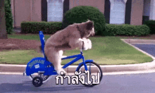 หมา ปั่นจักรยาน GIF - Dog Biking Ride A Bike GIFs