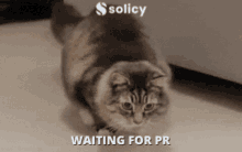 Solicy Waiting GIF - Solicy Waiting Pr GIFs
