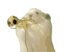 hamstertrumpet trumpet hamster