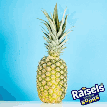 raisels sour candy sour pineapple spinning