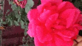 a close up of a person holding a bright pink flower