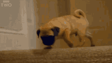 Brave Guy GIF - 10puppies And Us Pug Puppy GIFs