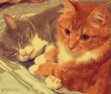 Katzen Sind Die Besten Freunde - Bester Freund GIF - Cat Hug GIFs